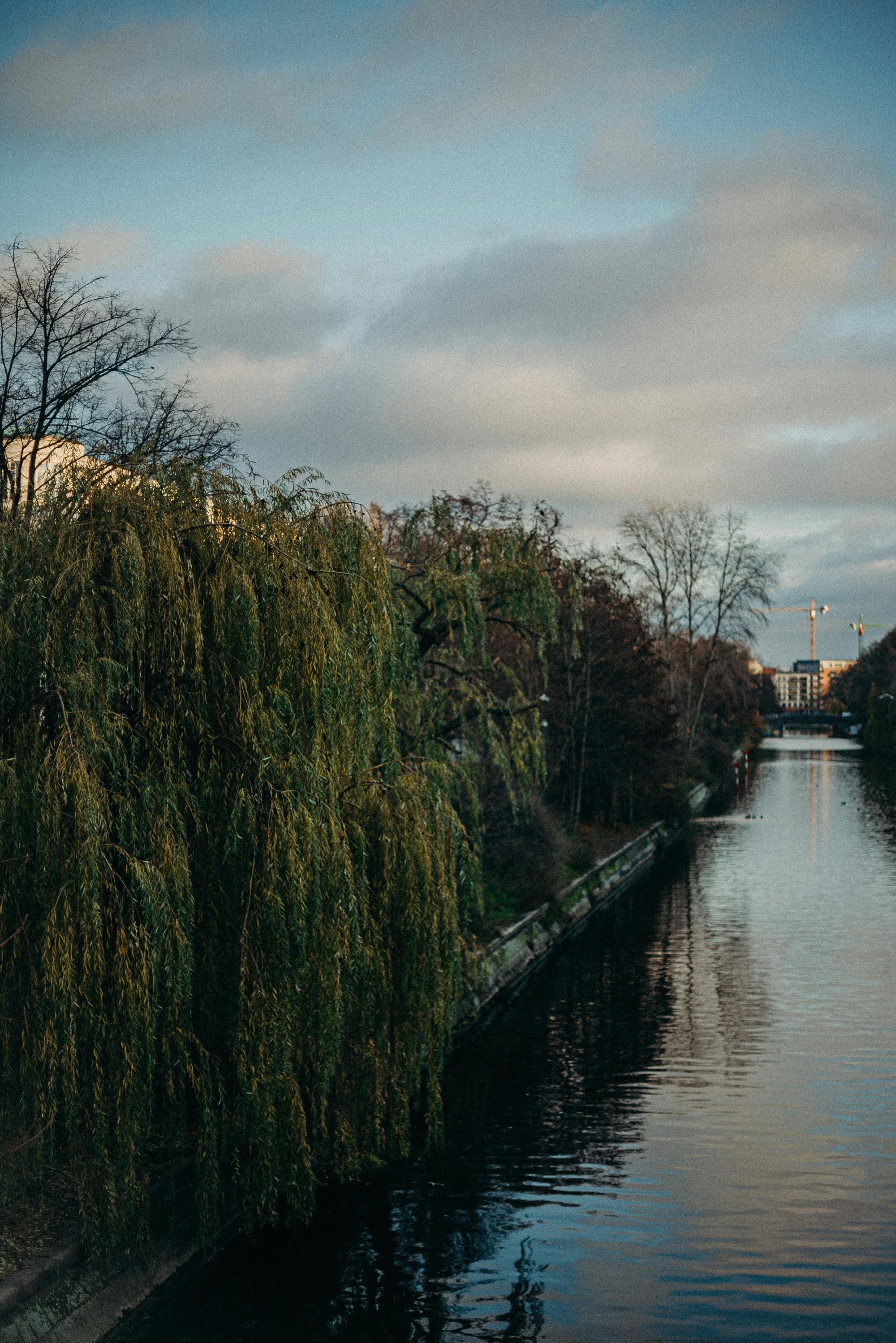 Willow by the shore - Image source from the internet